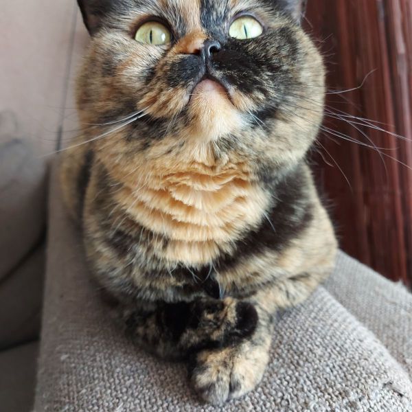 Pebbles