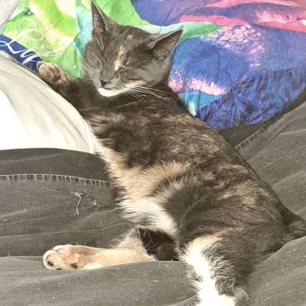Nala