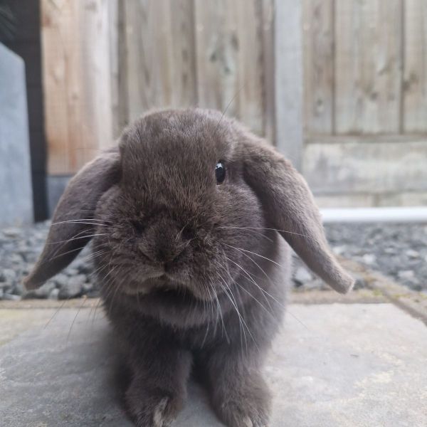 Lou