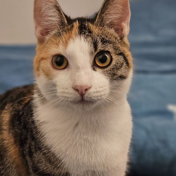 Sima