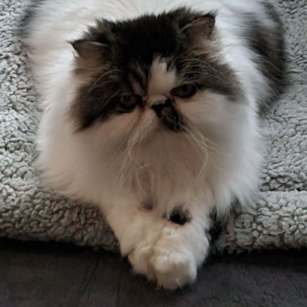 Elsie