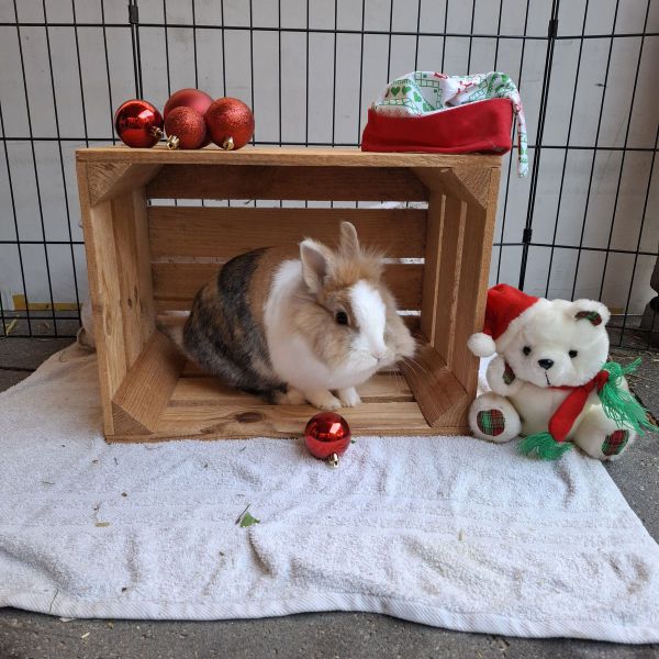 Pluis