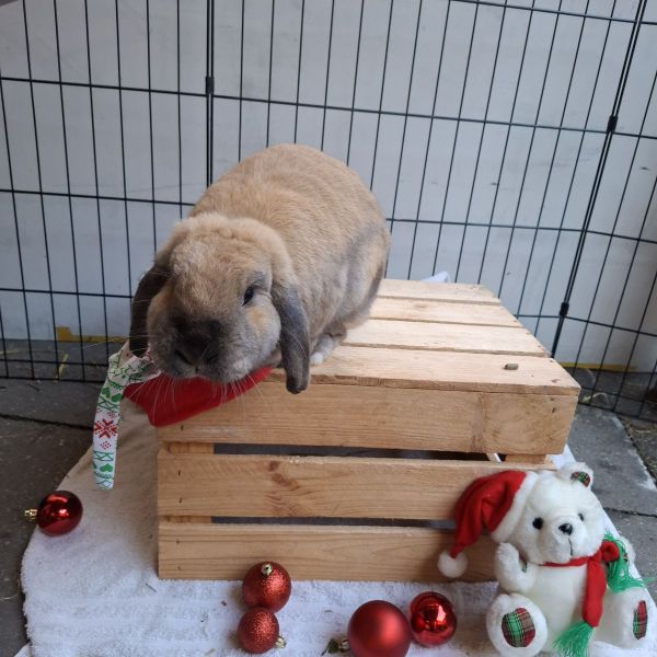 Muis