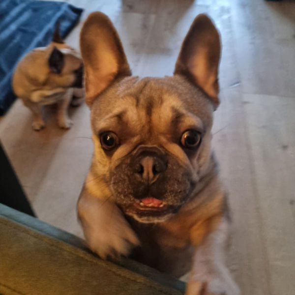 AMY