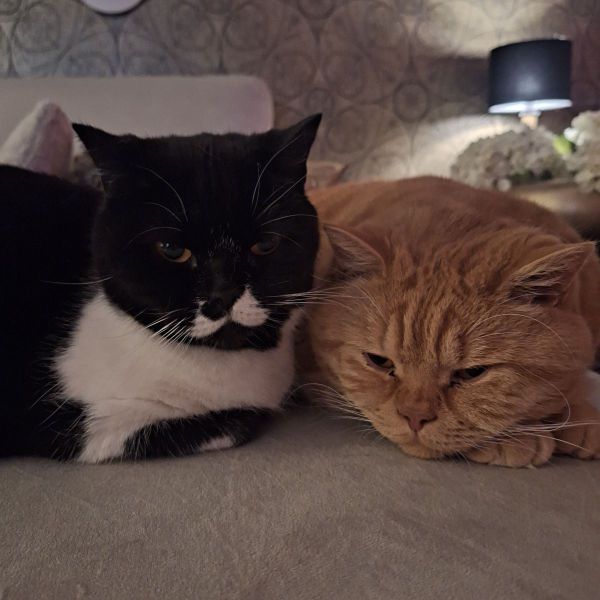 Puk en willem