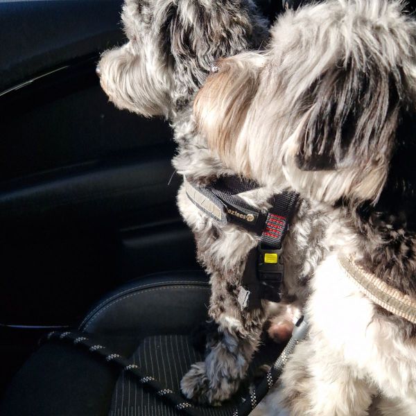 Scottie (m) en Marley (v)