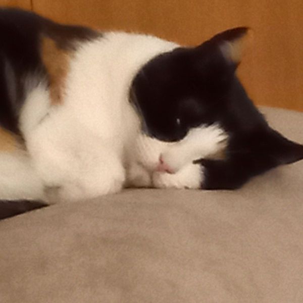 Luna