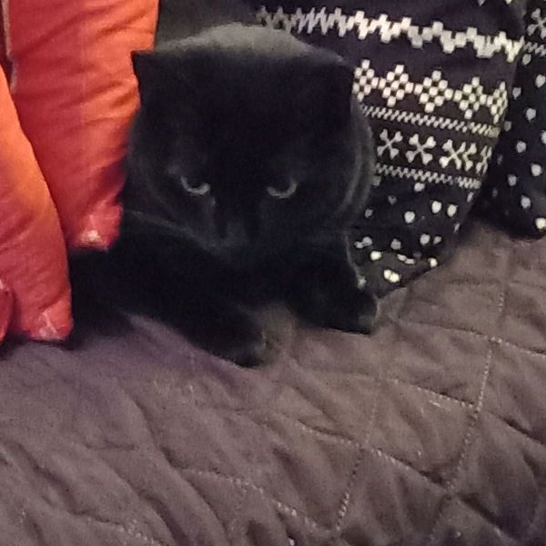 Manja
