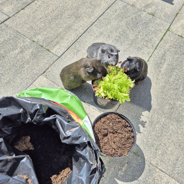 Julia / Sophietje / Snoepie &amp; Pluisje