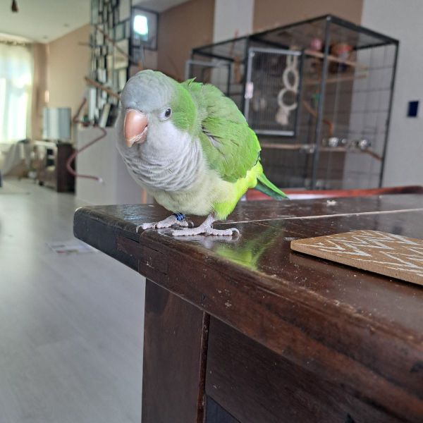 Eddy