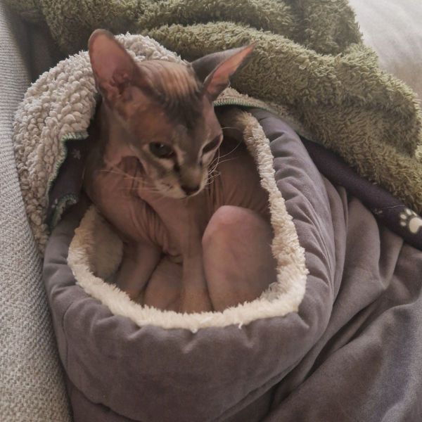 Mila