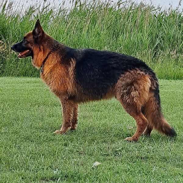 Sam