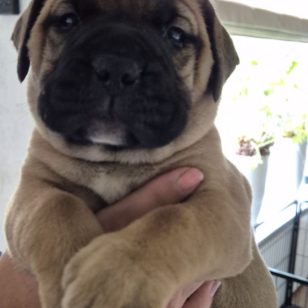 Bullmastiff pup