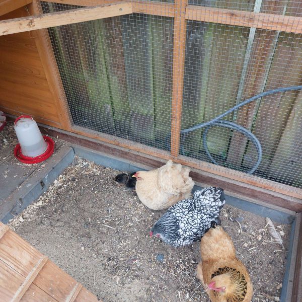 Saar, Coco, Klaartje, Rocky en Pleun