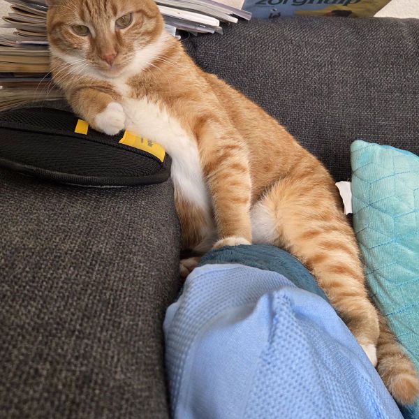 Ginger
