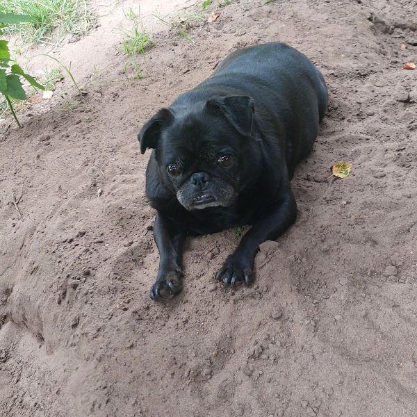 Baco