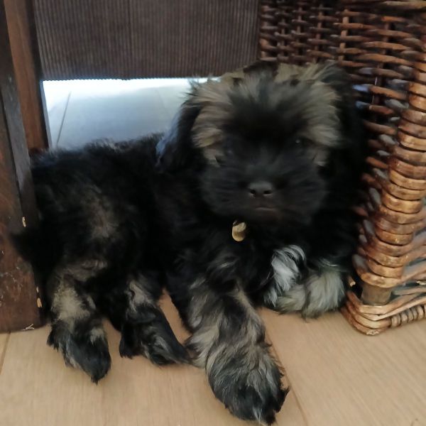 Bailey