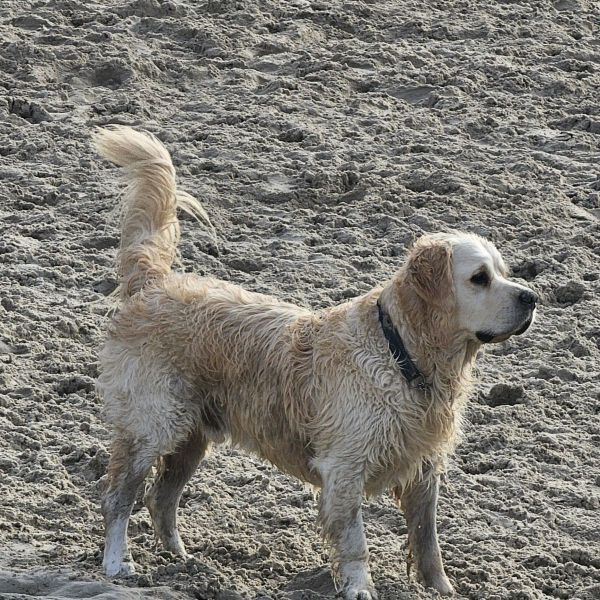 Benji