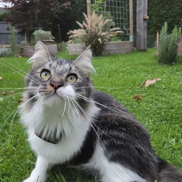 Zippie