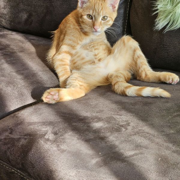 Milo