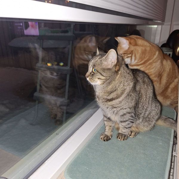 Yoda en nacho