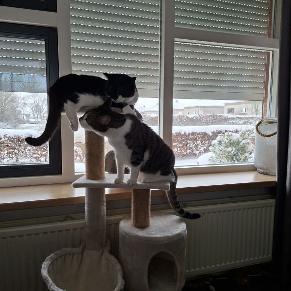 Bob en Blitz