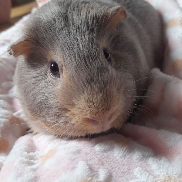 Sam