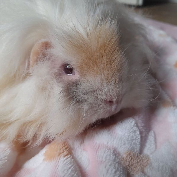 Ziva