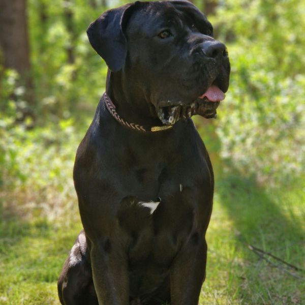 Bailey