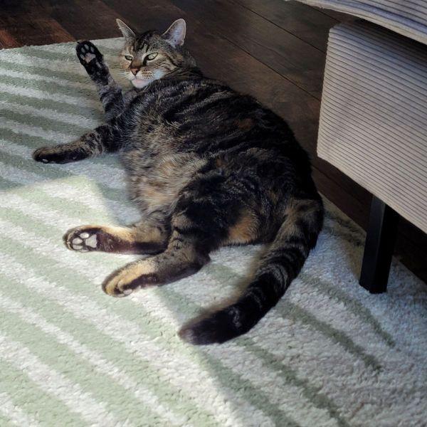 Tijger