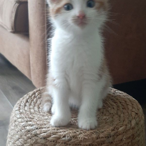 Teddy