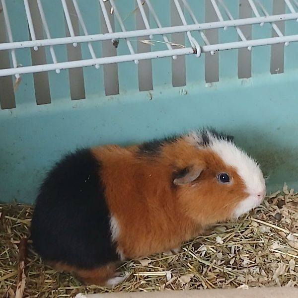 Pluis