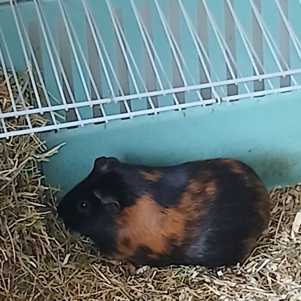 Pientje