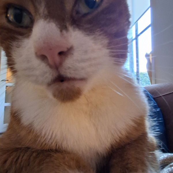 Pico