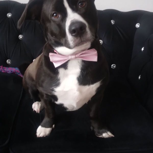 Bella