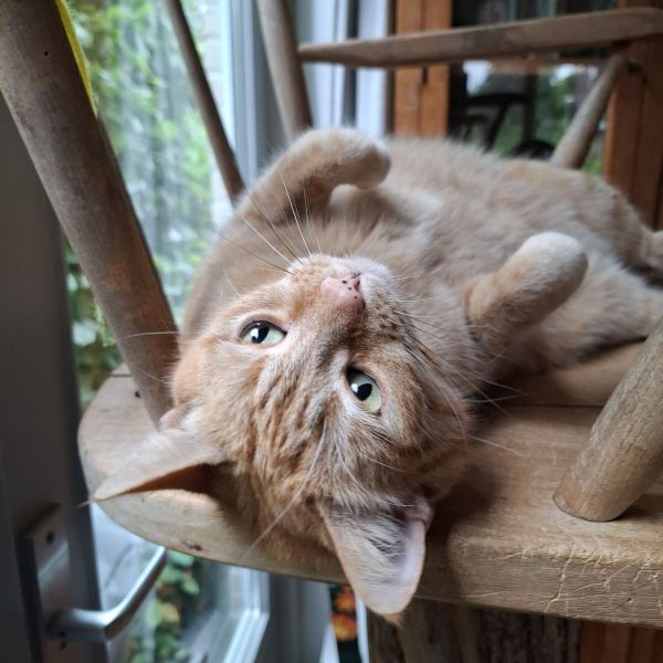Dikkie Dik