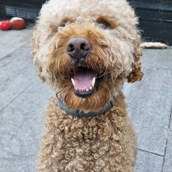 Marley