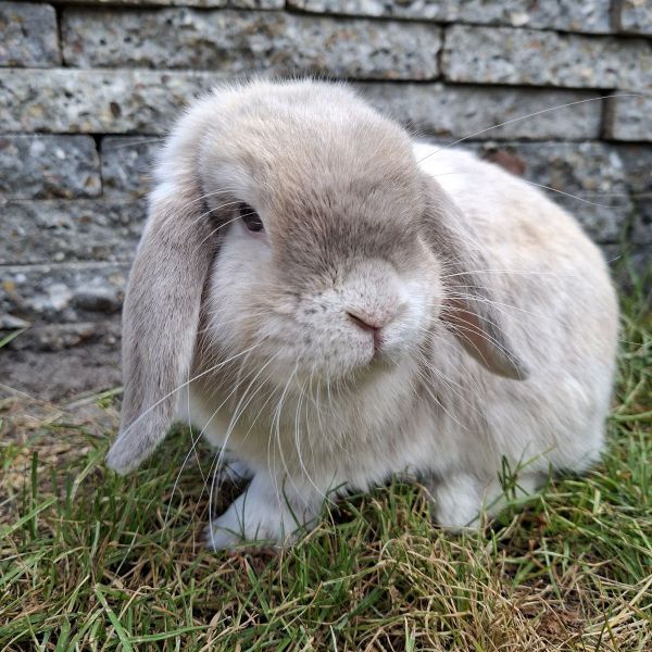 Morris