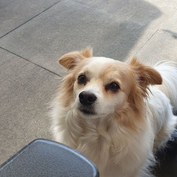 Obi