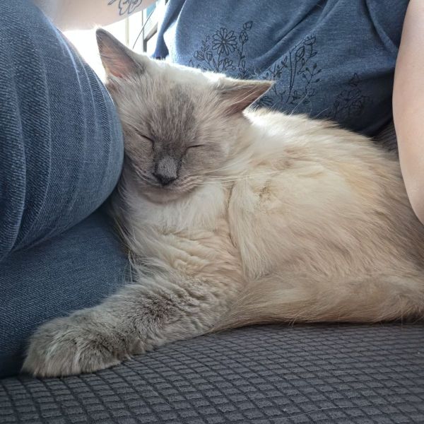 Nala