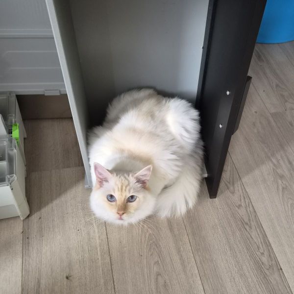 Berlioz