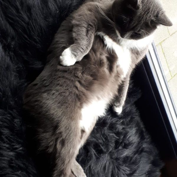 Evi