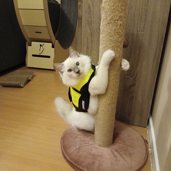 Toby