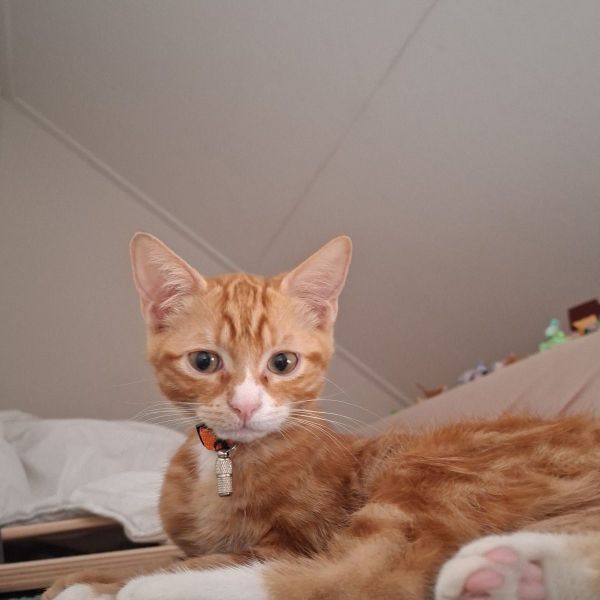 Bobbie