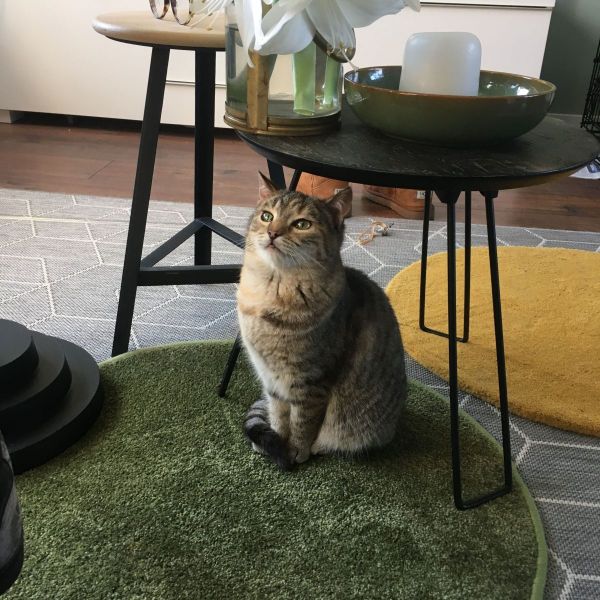 Otis