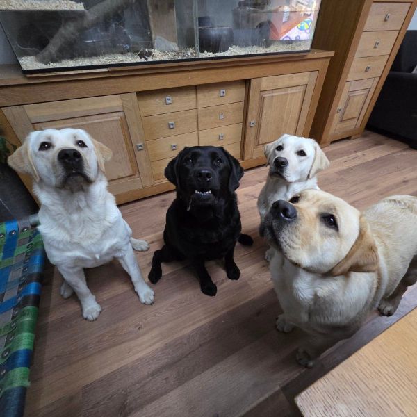 Lewy, Fura, Fanta en Zaffyra
