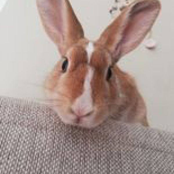 Bugs (bunny)