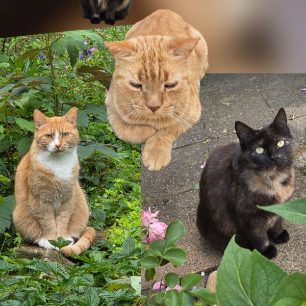 Shimiyo, Pixie en Tomny