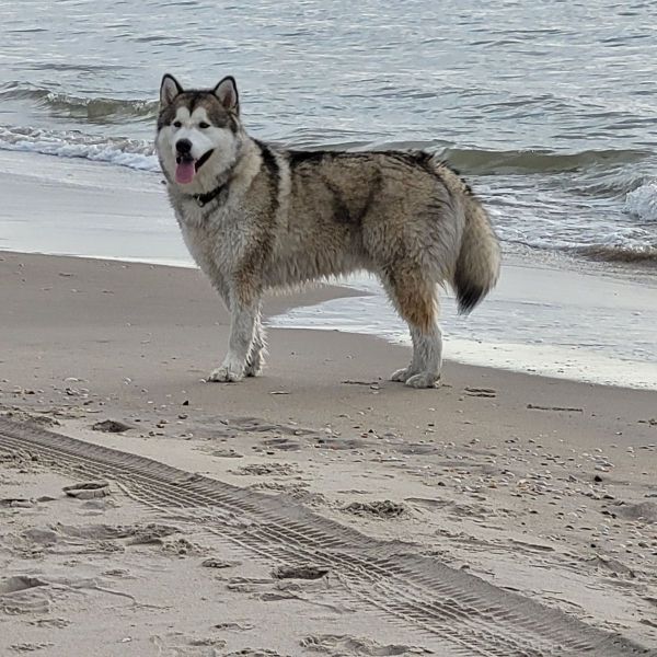 Logan