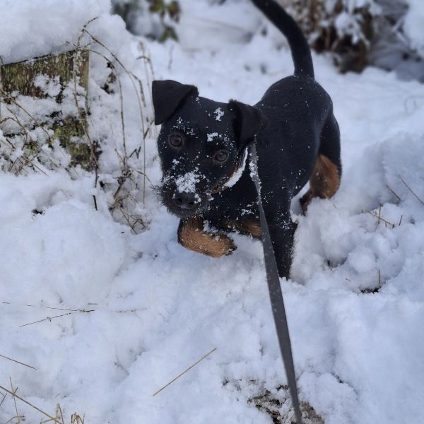 Baco